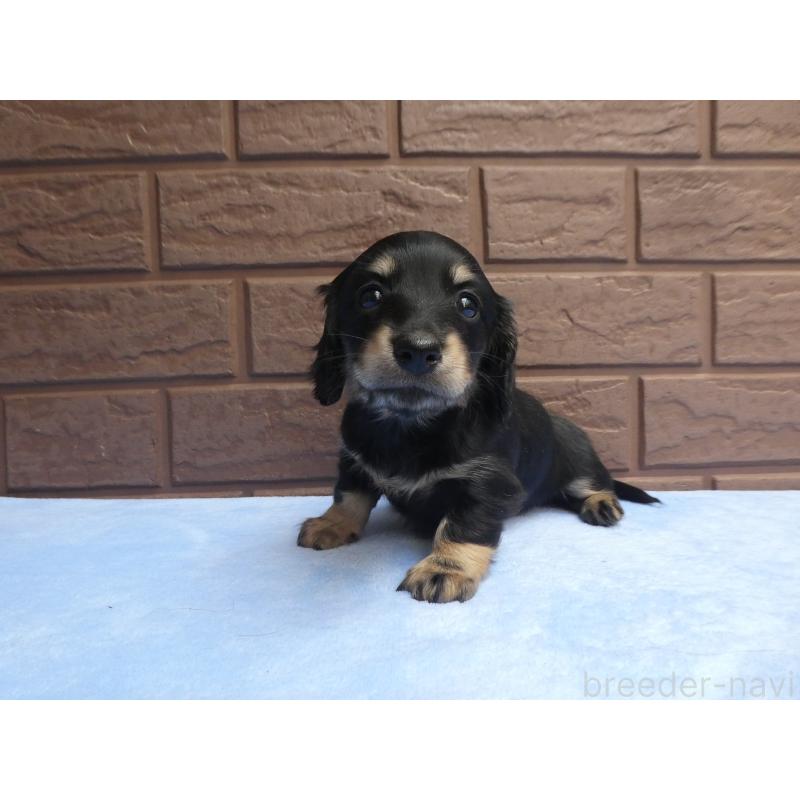 販売中の埼玉県のミニチュアダックスフンド(ロングヘアード)-434479の2枚目