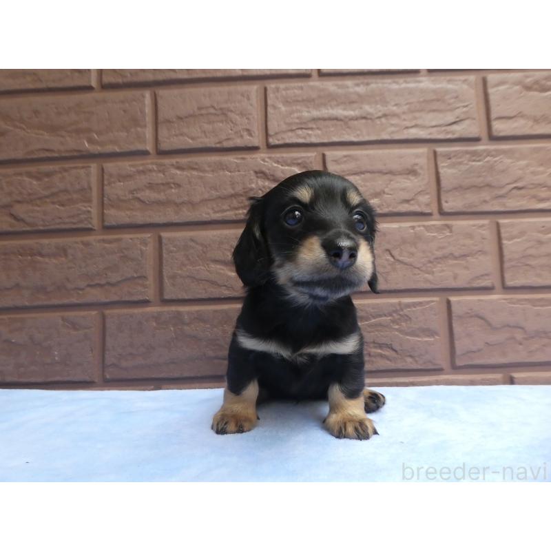 販売中の埼玉県のミニチュアダックスフンド(ロングヘアード)-434480の2枚目