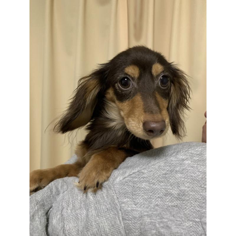 販売中の福岡県のミニチュアダックスフンド(ロングヘアード)-396347の3枚目