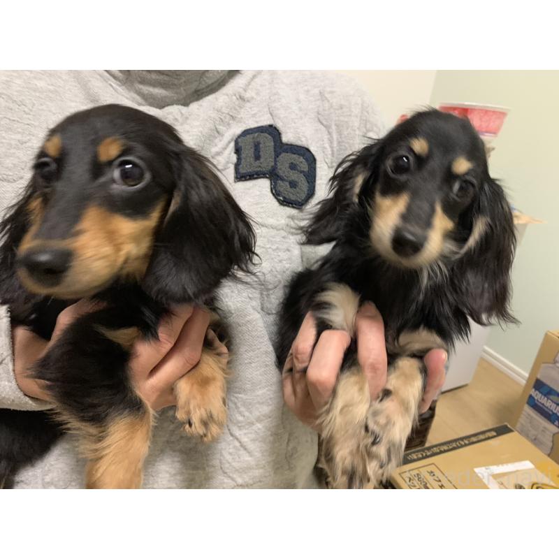 商談中の福岡県のカニンヘンダックスフンド(ロングヘアード)-393607の2枚目