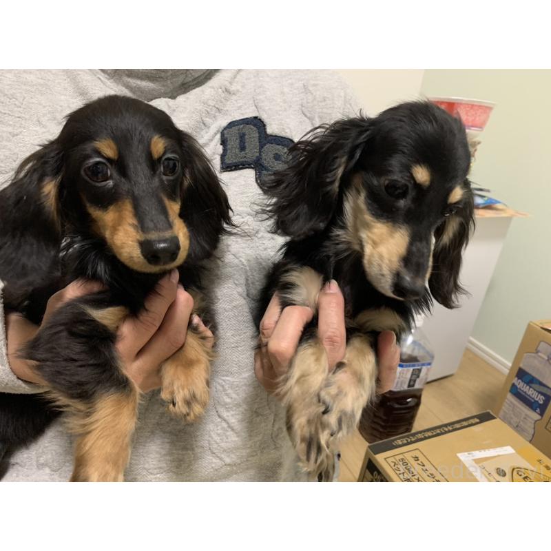 商談中の福岡県のカニンヘンダックスフンド(ロングヘアード)-393608の2枚目