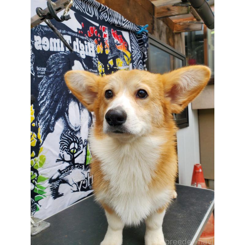 販売中の岩手県のウェルシュコーギーペンブローク-407400