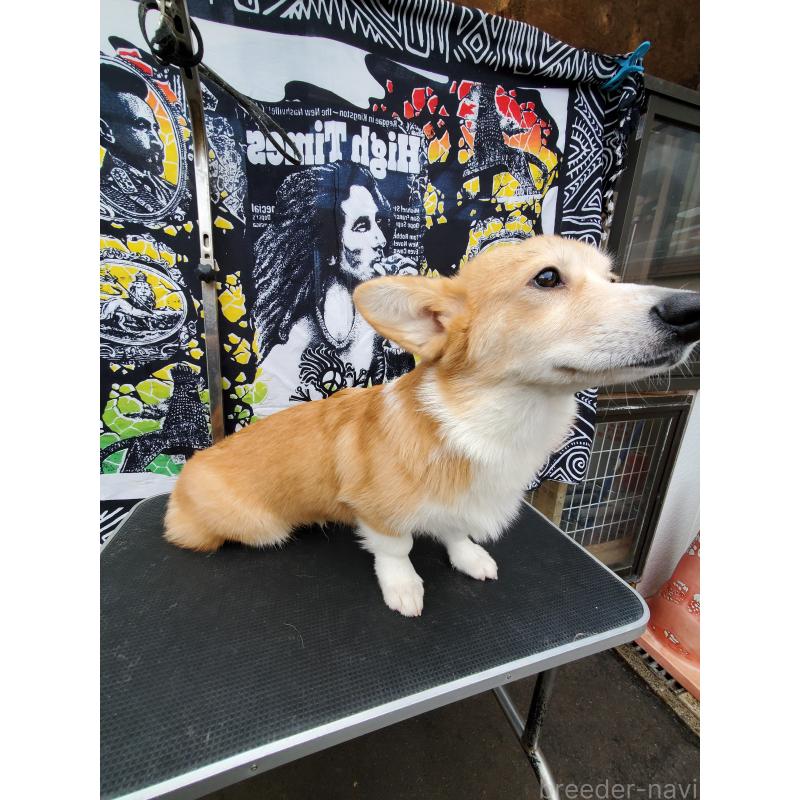 販売中の岩手県のウェルシュコーギーペンブローク-407400の3枚目