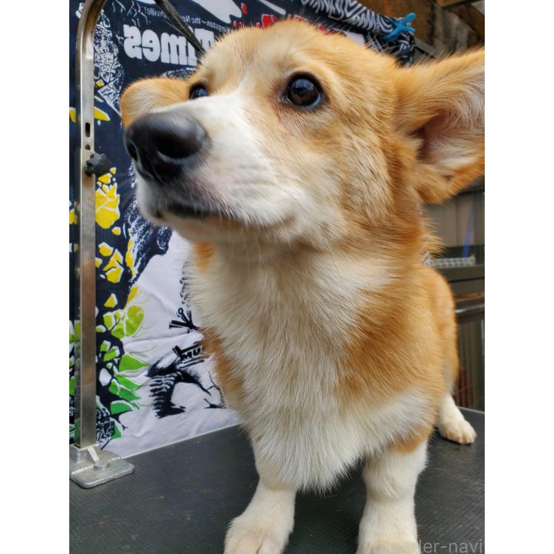 販売中の岩手県のウェルシュコーギーペンブローク-407400の2枚目