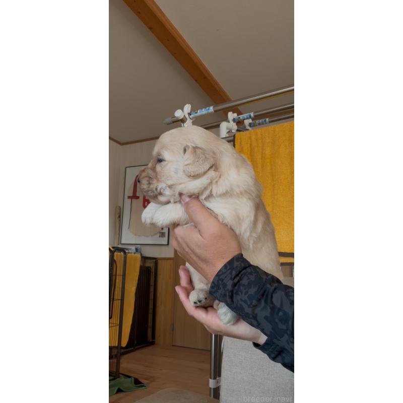 成約済の佐賀県のゴールデンドゥードル:ゴールデンレトリーバー×プードル-432959の9枚目