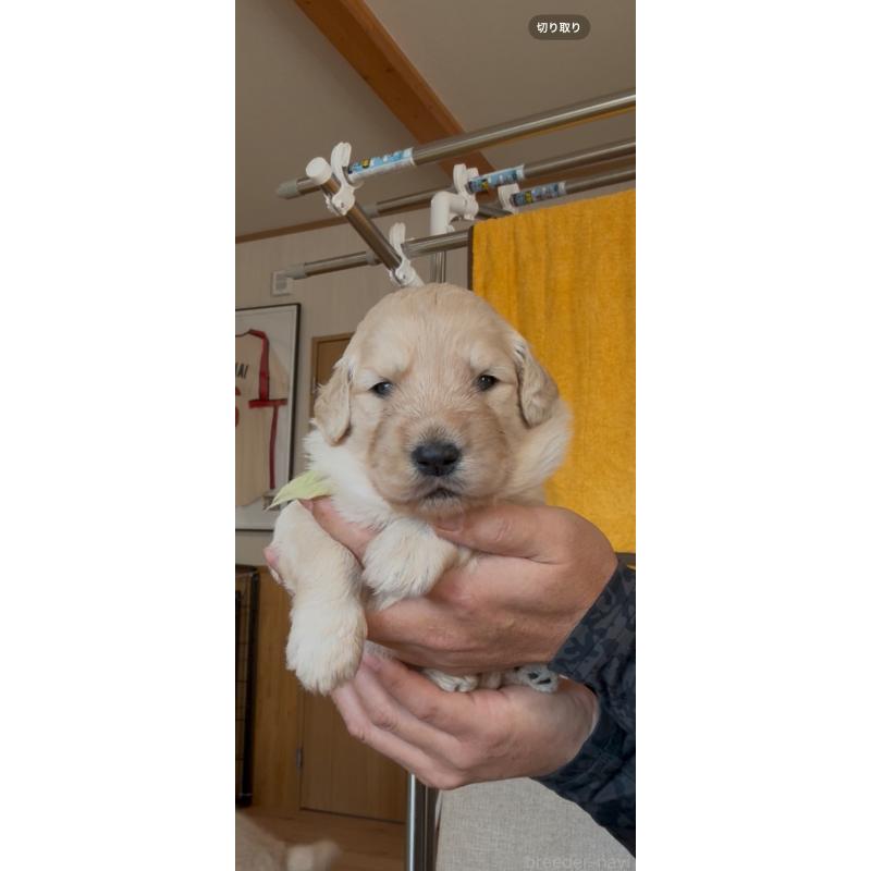 成約済の佐賀県のゴールデンドゥードル:ゴールデンレトリーバー×プードル-432959の8枚目