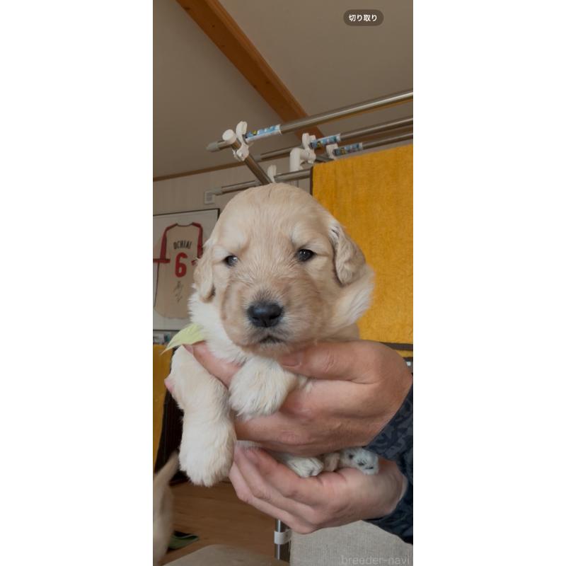 成約済の佐賀県のゴールデンドゥードル:ゴールデンレトリーバー×プードル-432959の7枚目