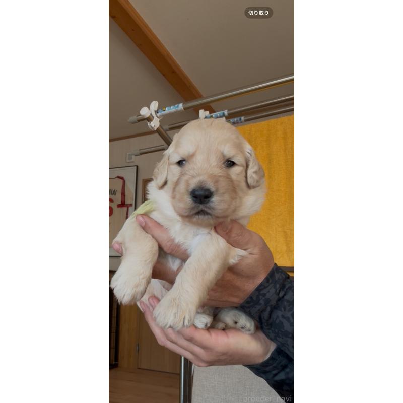 成約済の佐賀県のゴールデンドゥードル:ゴールデンレトリーバー×プードル-432959の6枚目