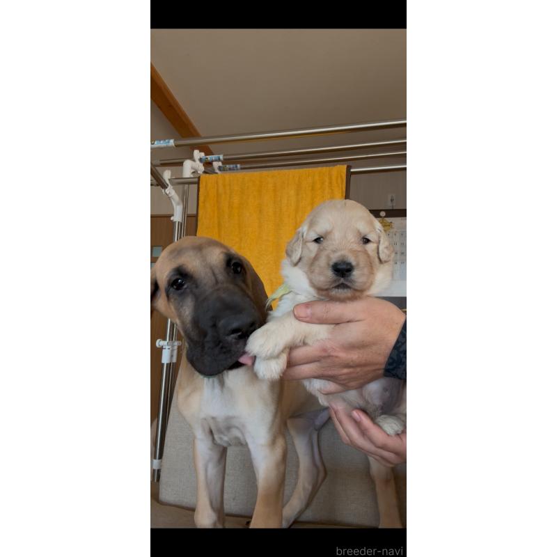 成約済の佐賀県のゴールデンドゥードル:ゴールデンレトリーバー×プードル-432959の5枚目