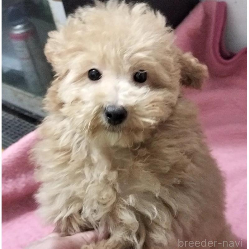 成約済の岐阜県のミニチュアプードル-424149の2枚目