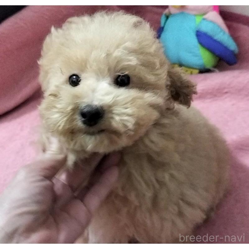 販売中の岐阜県のミニチュアプードル-424149