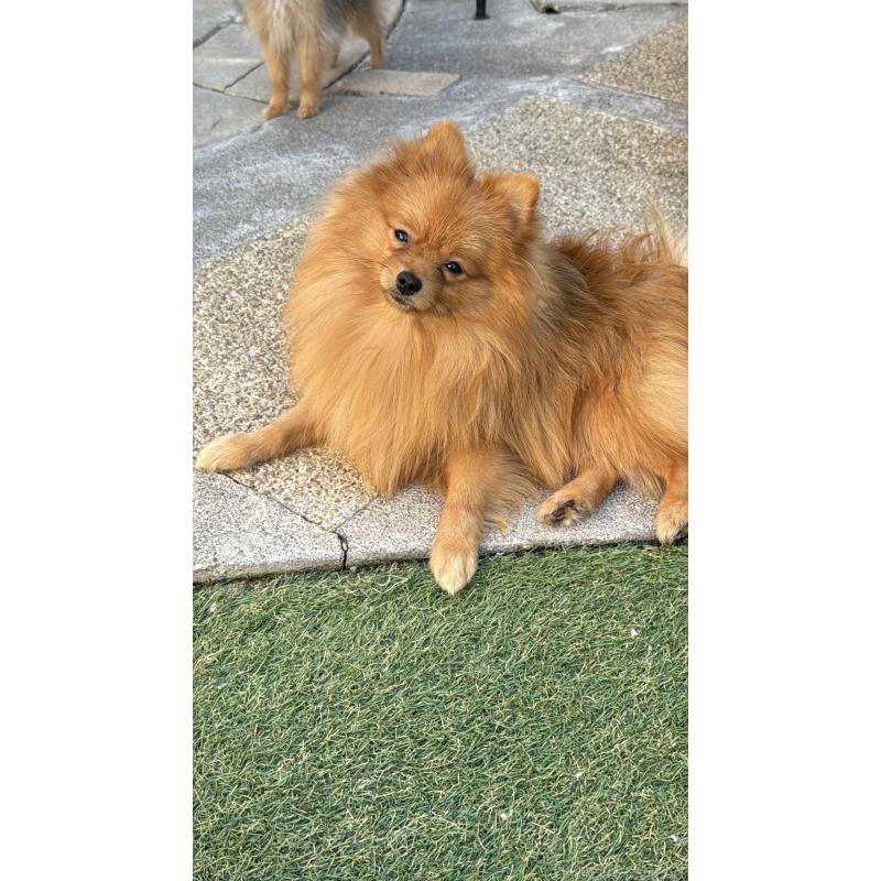 販売中の群馬県のポメラニアン-399185の4枚目