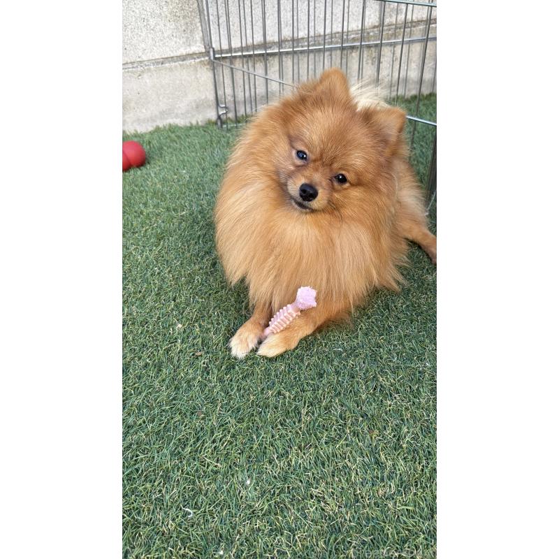 販売中の群馬県のポメラニアン-399185の3枚目