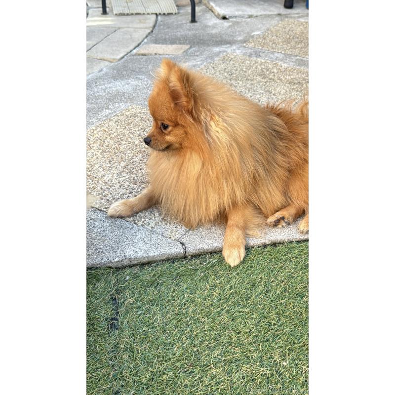 販売中の群馬県のポメラニアン-399185の2枚目