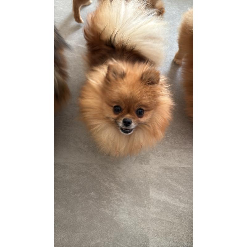 販売中の群馬県のポメラニアン-406091の2枚目