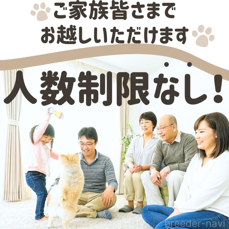 成約済の千葉県のトイプードル-428954の2枚目