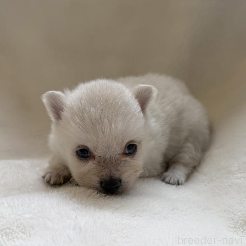 販売中の山口県のポメラニアン-434501の5枚目