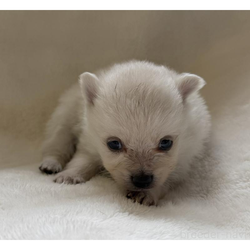 販売中の山口県のポメラニアン-434501の4枚目