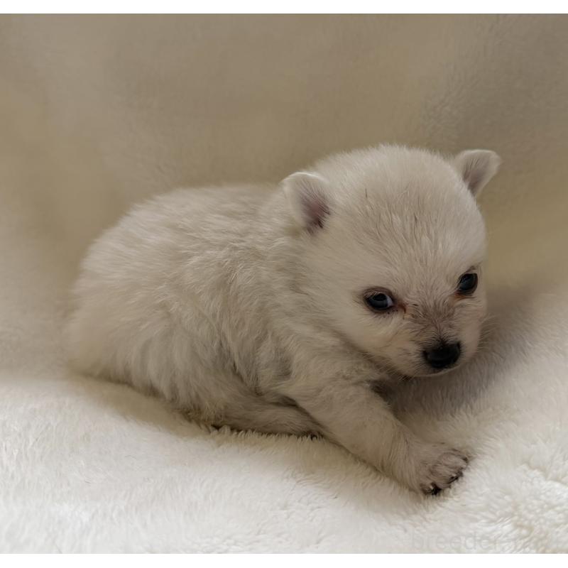 販売中の山口県のポメラニアン-434501の3枚目