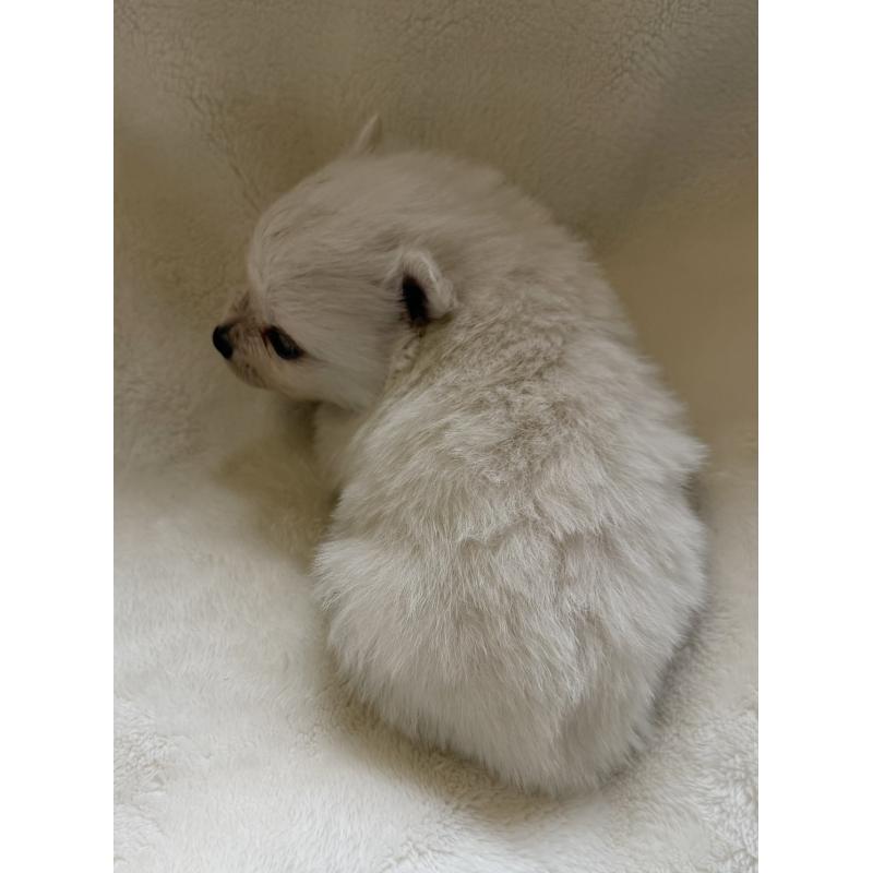 販売中の山口県のポメラニアン-434501の2枚目