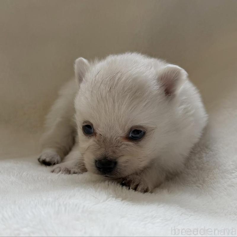 販売中の山口県のポメラニアン-434501の1枚目