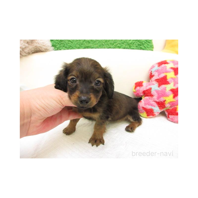 販売中の大阪府のミニチュアダックスフンド(ロングヘアード)-434502の2枚目