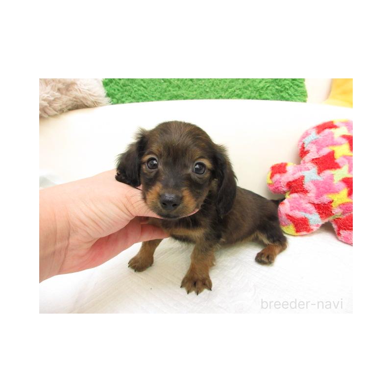 販売中の大阪府のミニチュアダックスフンド(ロングヘアード)-434502の1枚目