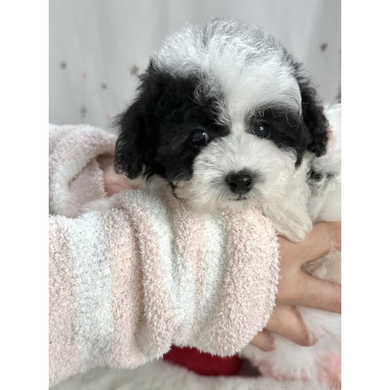 成約済の大阪府のティーカッププードル-433170の4枚目