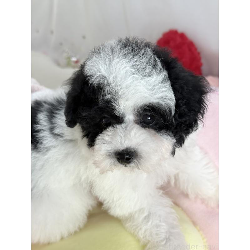 成約済の大阪府のティーカッププードル-433170の3枚目