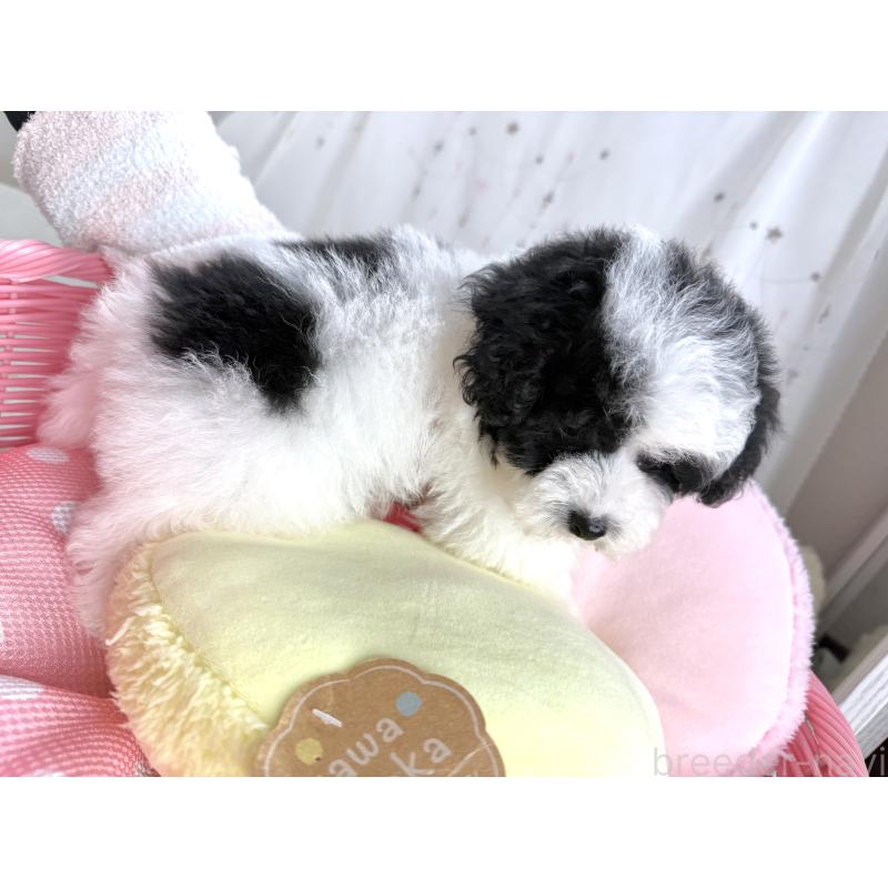 成約済の大阪府のティーカッププードル-433170の2枚目