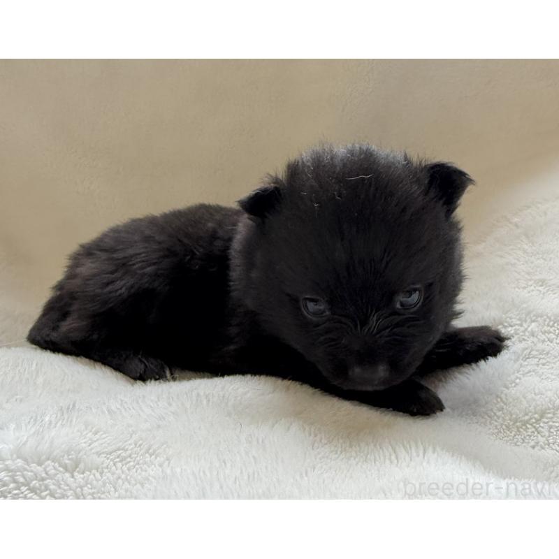 販売中の山口県のポメラニアン-434503の4枚目