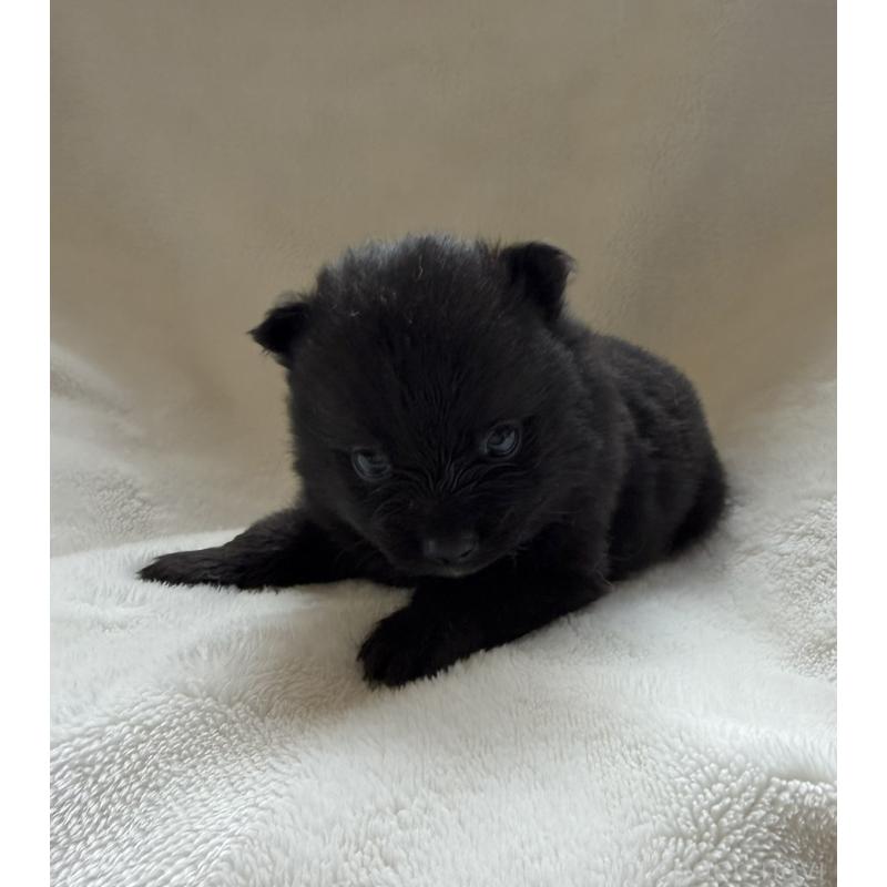 販売中の山口県のポメラニアン-434503の3枚目