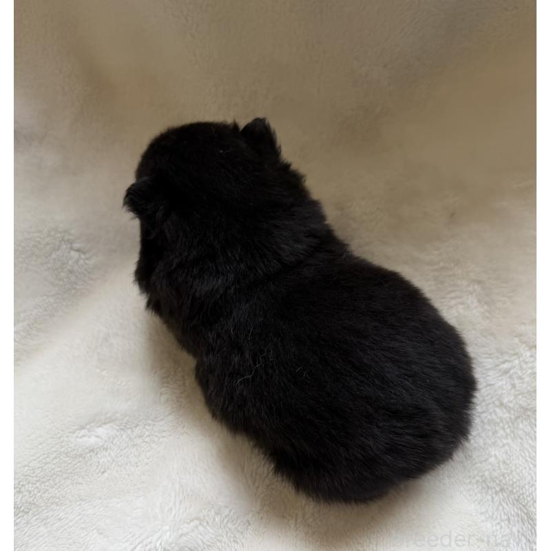 販売中の山口県のポメラニアン-434503の2枚目