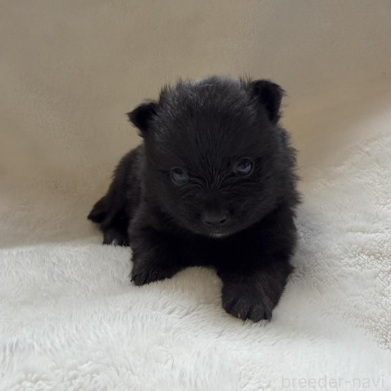 販売中の山口県のポメラニアン-434503