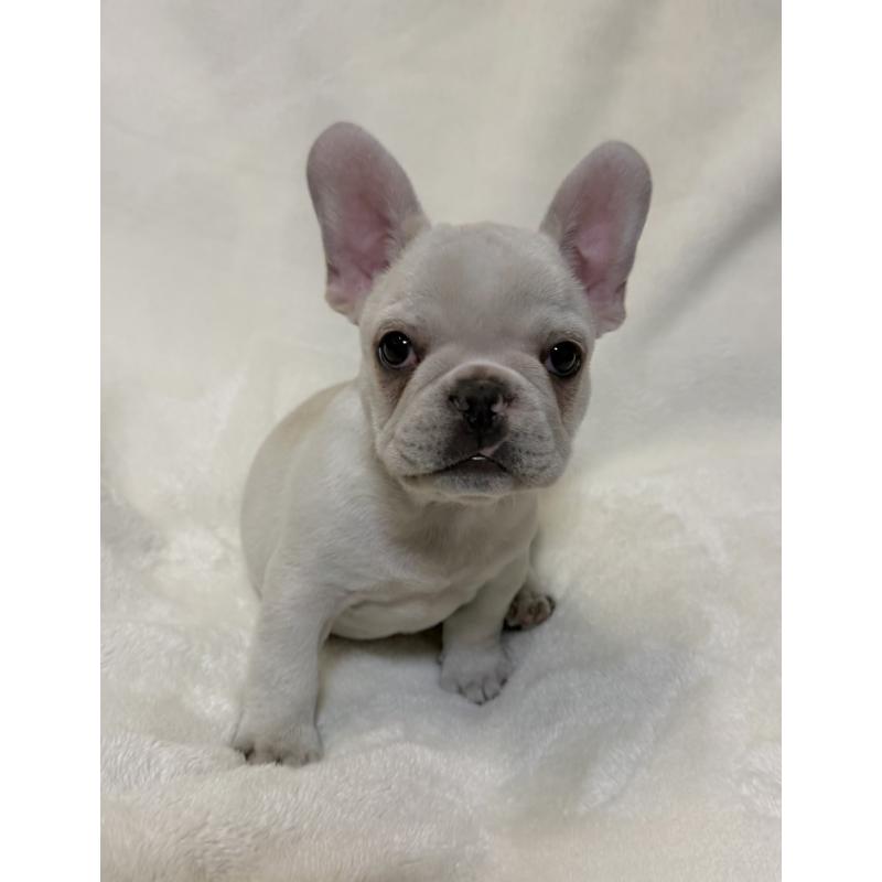販売中の山口県のフレンチブルドッグ-428967の3枚目