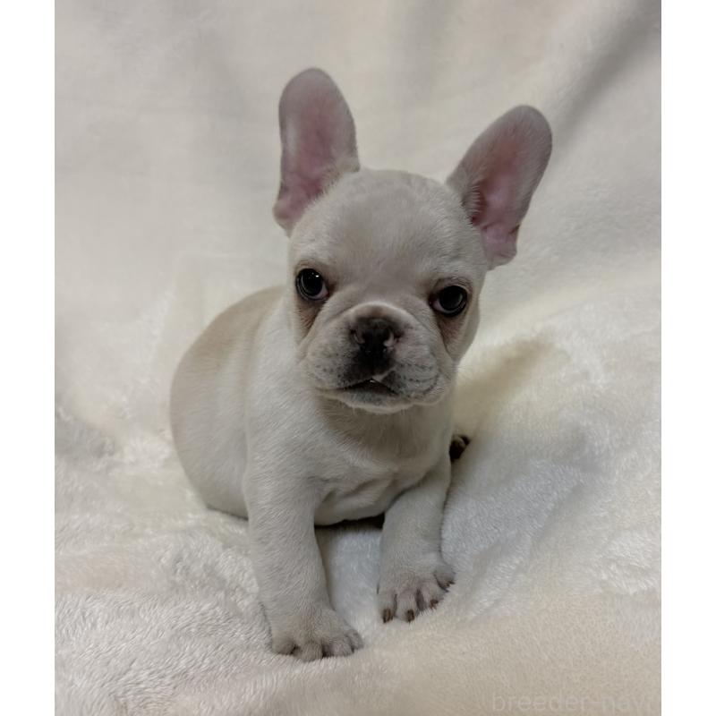 販売中の山口県のフレンチブルドッグ-428967の2枚目