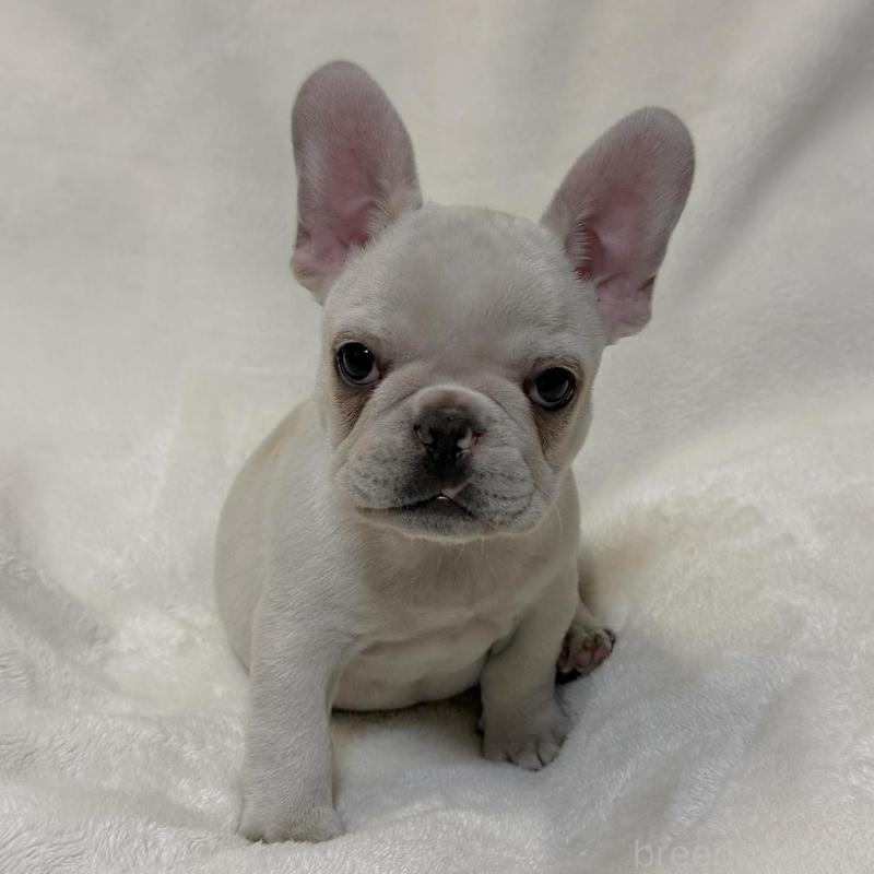 販売中の山口県のフレンチブルドッグ-428967