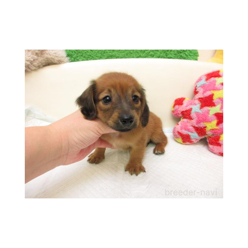 販売中の大阪府のミニチュアダックスフンド(ロングヘアード)-434504の2枚目