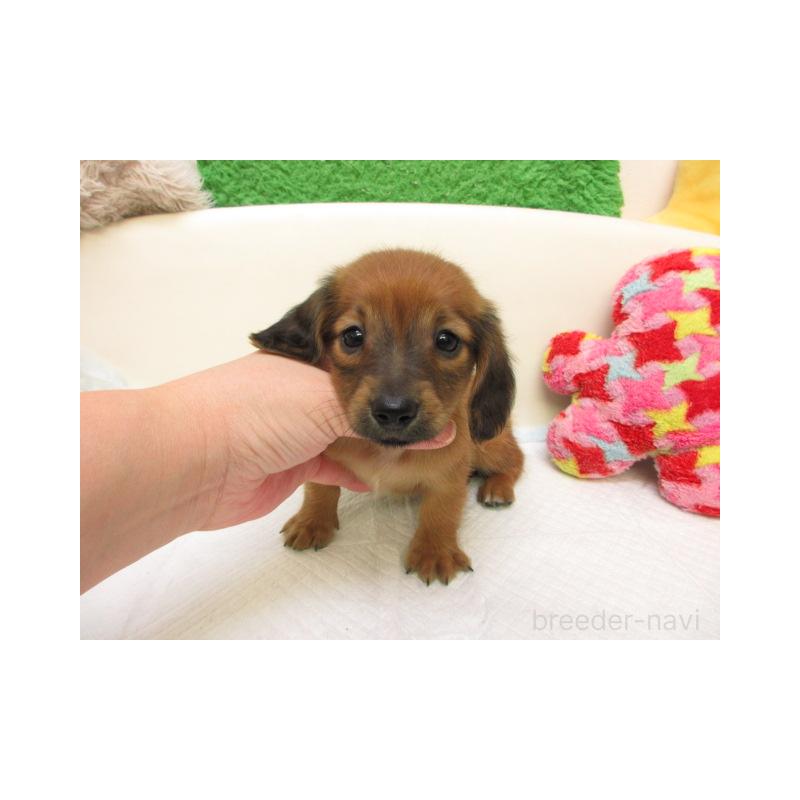 販売中の大阪府のミニチュアダックスフンド(ロングヘアード)-434504