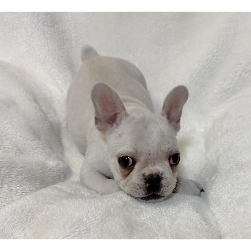 販売中の山口県のフレンチブルドッグ-428966の4枚目