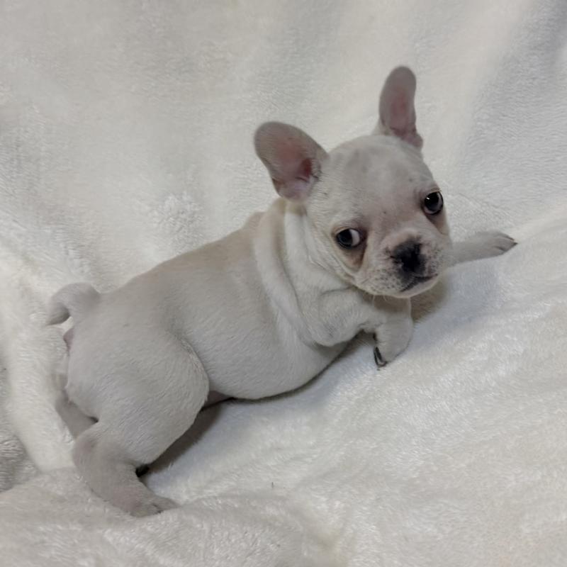 販売中の山口県のフレンチブルドッグ-428966の3枚目