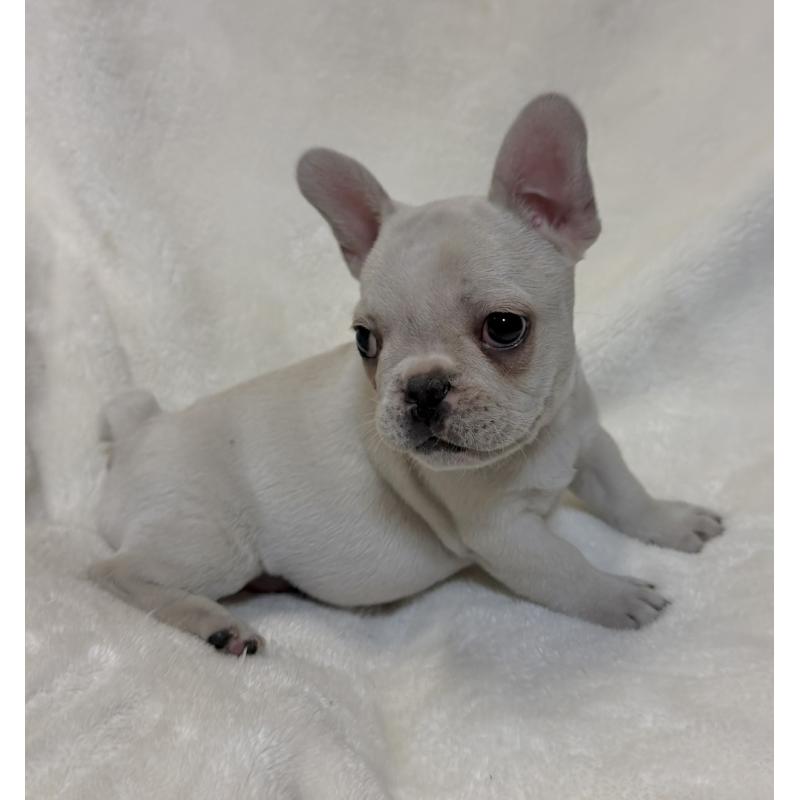 販売中の山口県のフレンチブルドッグ-428966の2枚目