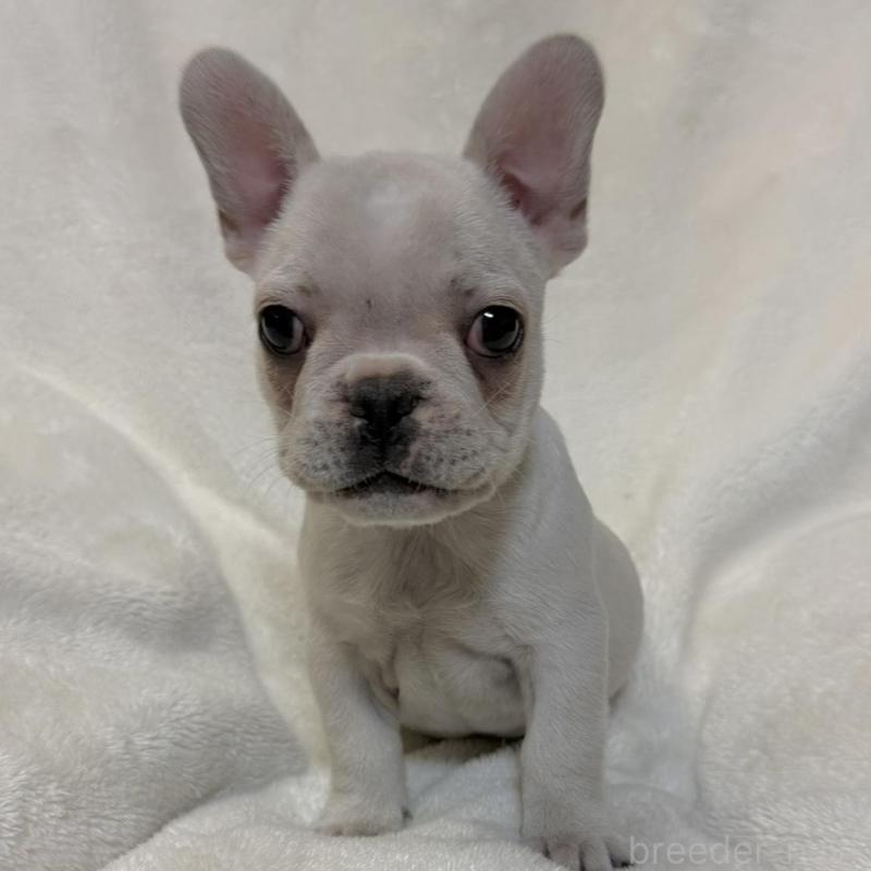 販売中の山口県のフレンチブルドッグ-428966