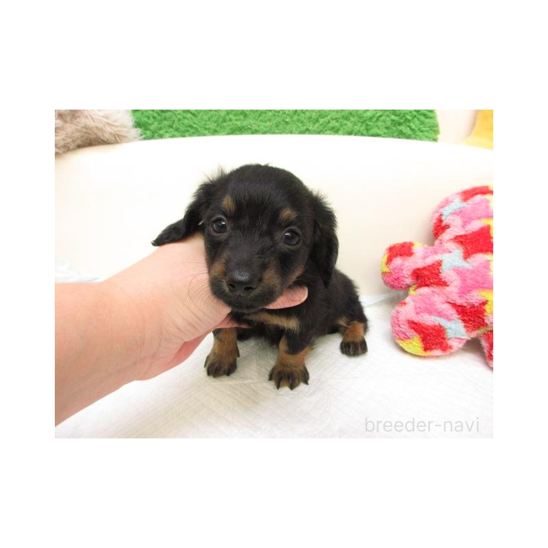 販売中の大阪府のミニチュアダックスフンド(ロングヘアード)-434505の2枚目