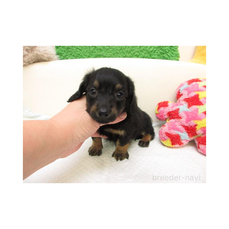 販売中の大阪府のミニチュアダックスフンド(ロングヘアード)-434505