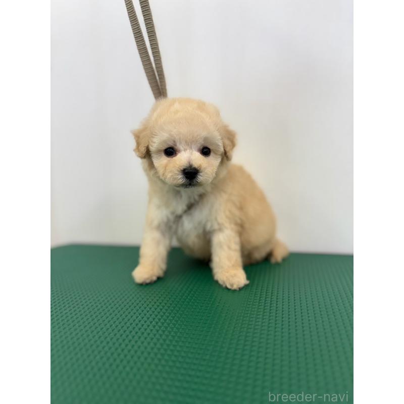 販売中の石川県のミニチュアプードル-434506の3枚目