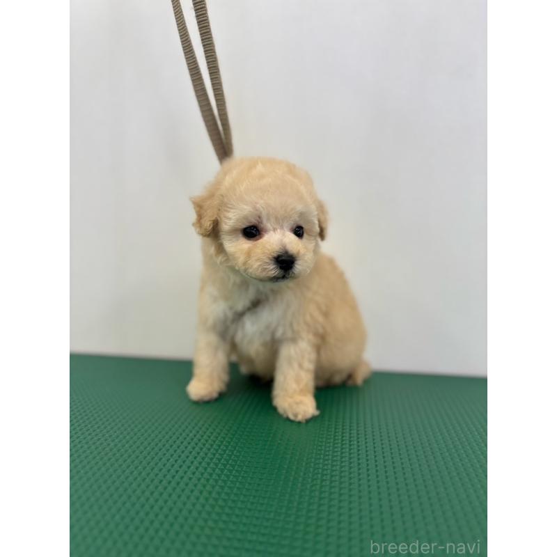 販売中の石川県のミニチュアプードル-434506の2枚目