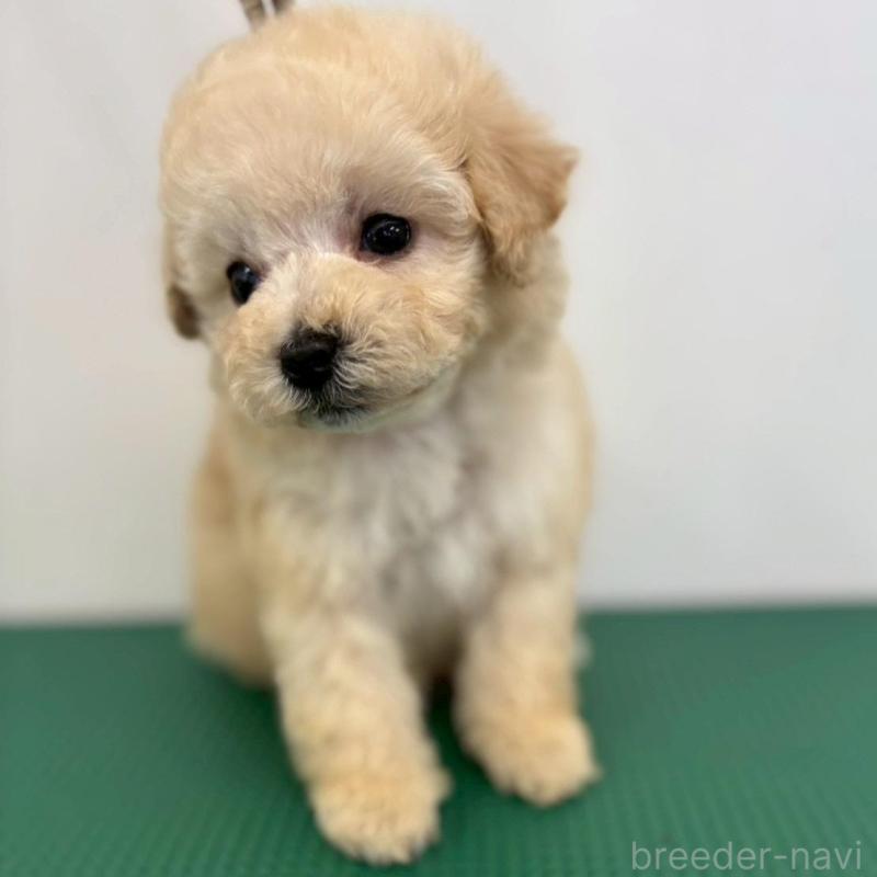 販売中の石川県のミニチュアプードル-434506の1枚目