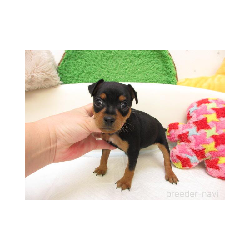 販売中の大阪府のミニチュアピンシャー(ミニピン)-434507の2枚目