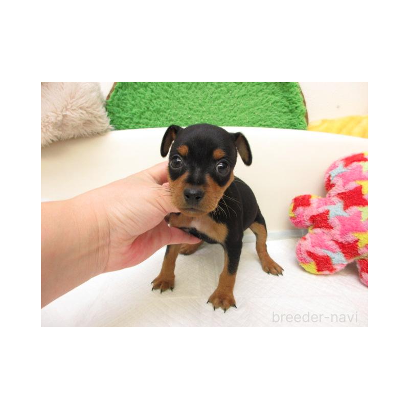 販売中の大阪府のミニチュアピンシャー(ミニピン)-434507の1枚目